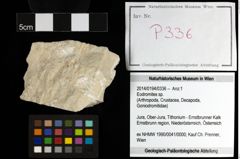 Foto (Objekt + Etiketten) von Eodromites sp. 